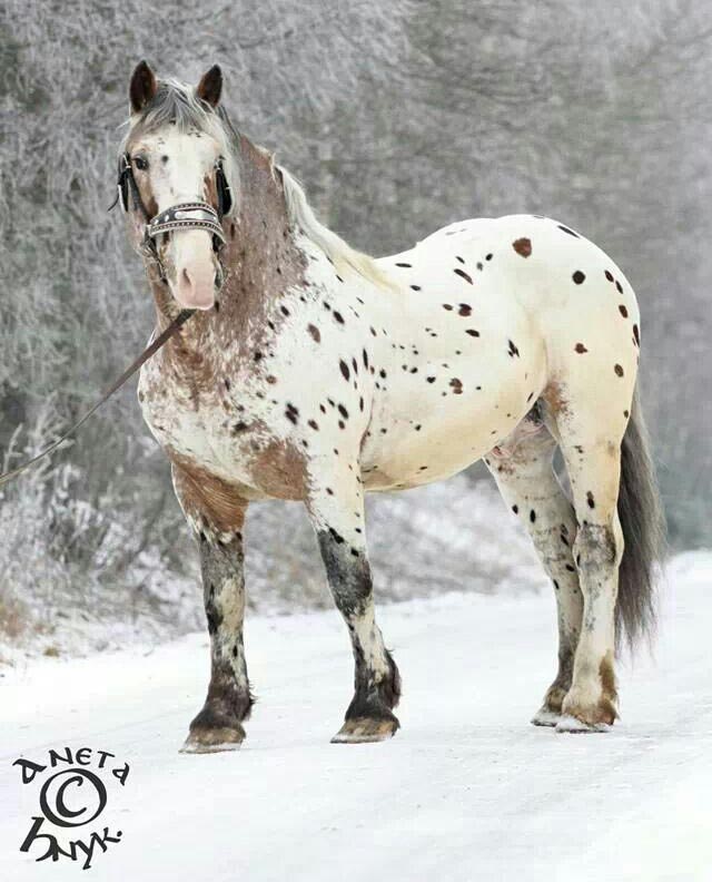 The Spotted Draft Horses Of North America